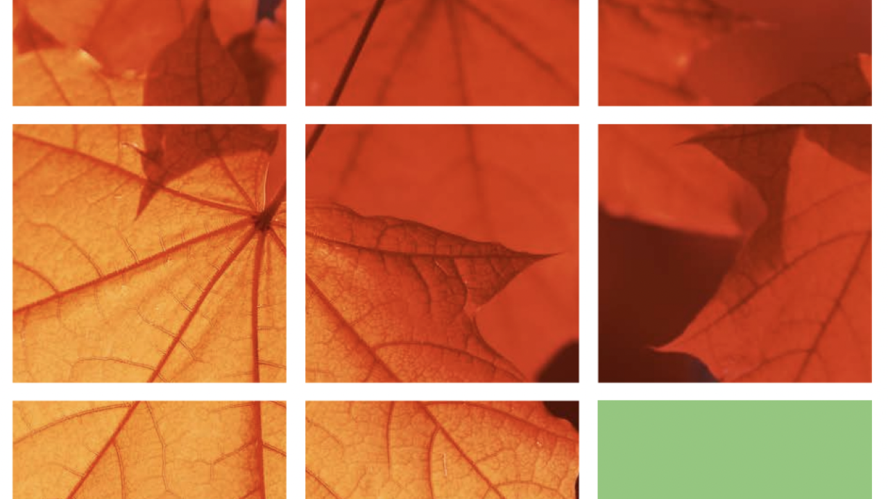 Maple leaves