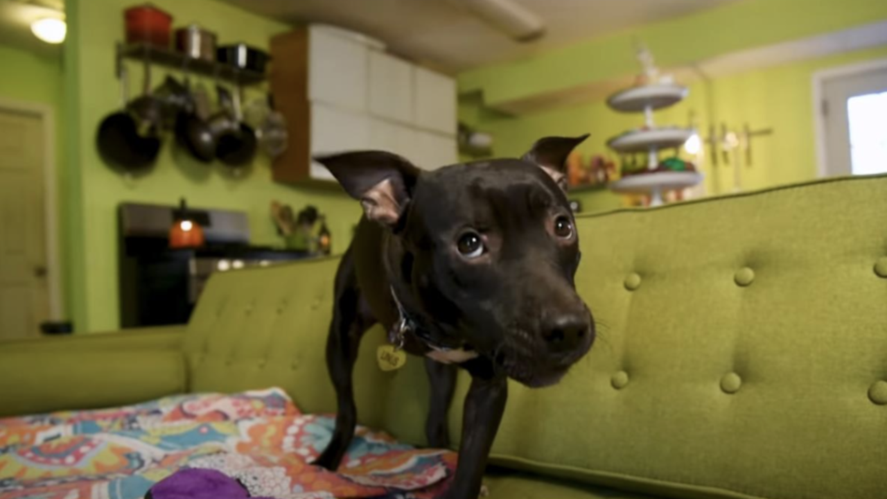 Dog