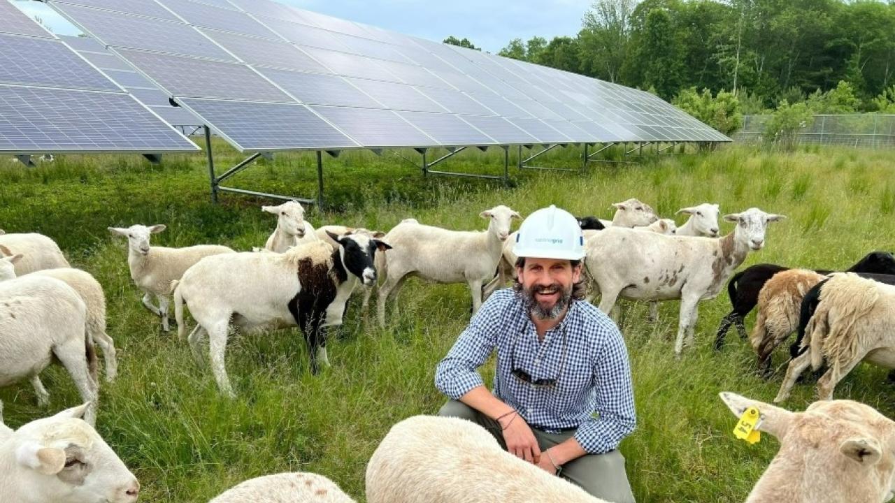 Sheep grazing on the grasses around ground-mounted solar panels, providing a sustainable form of vegetation control.