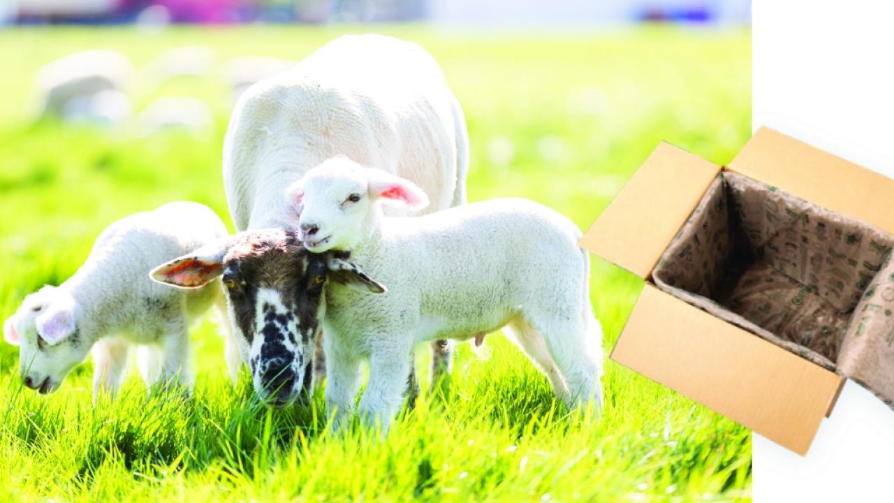 split image of sheep in field and cardboard box