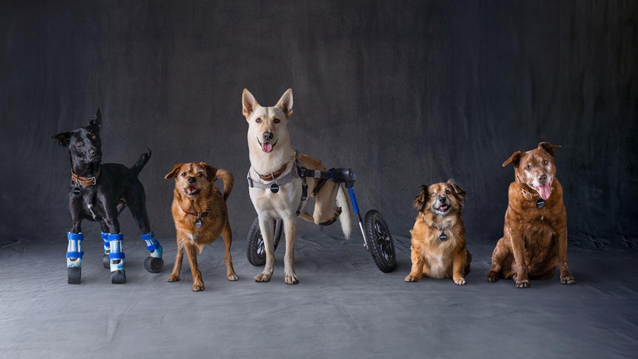 Dogs