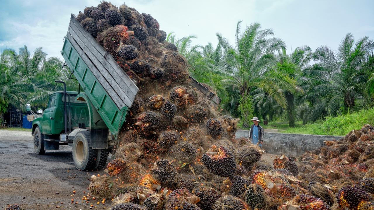 Palm oil fruit on truck 
