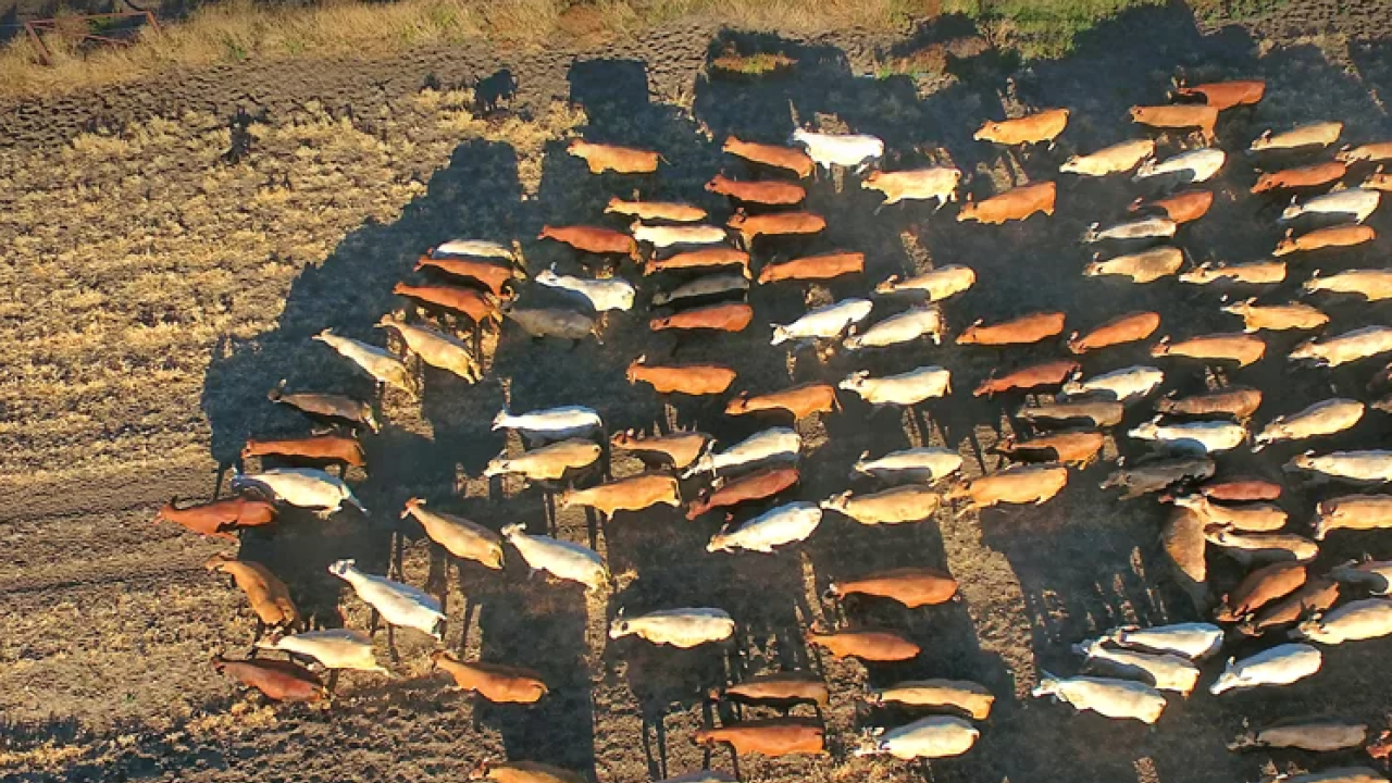 Livestock photo