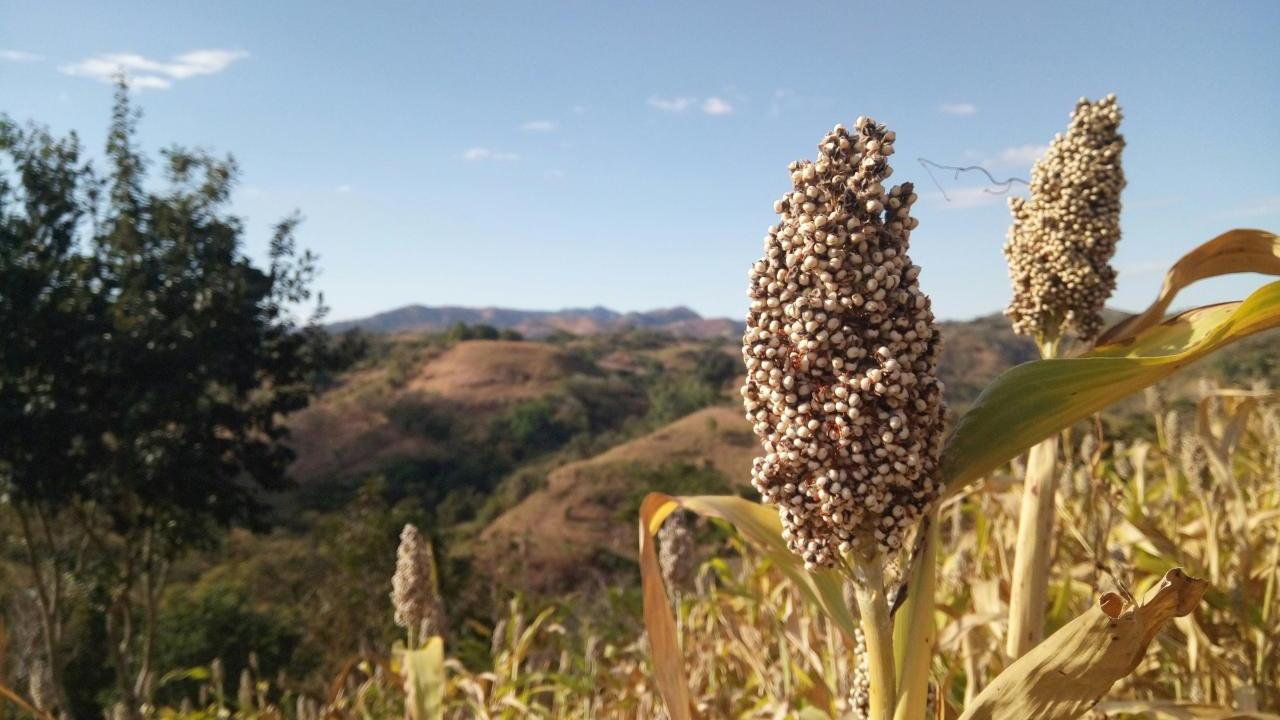 Sorghum growing on a hillside