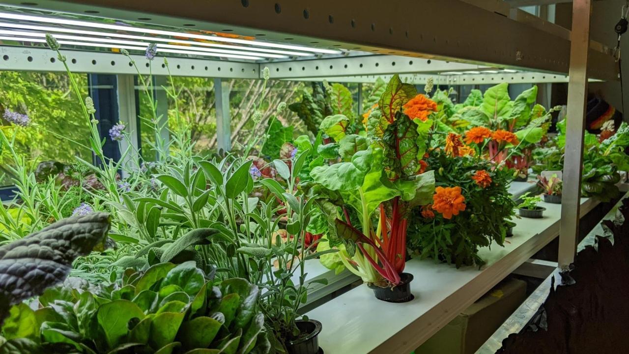 Growing underneath a lit up hydroponic garden system are marigolds, chard, lettuce, and lavender.