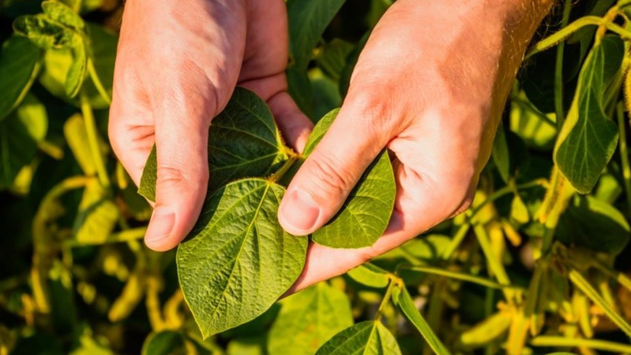 Hands holding leaf