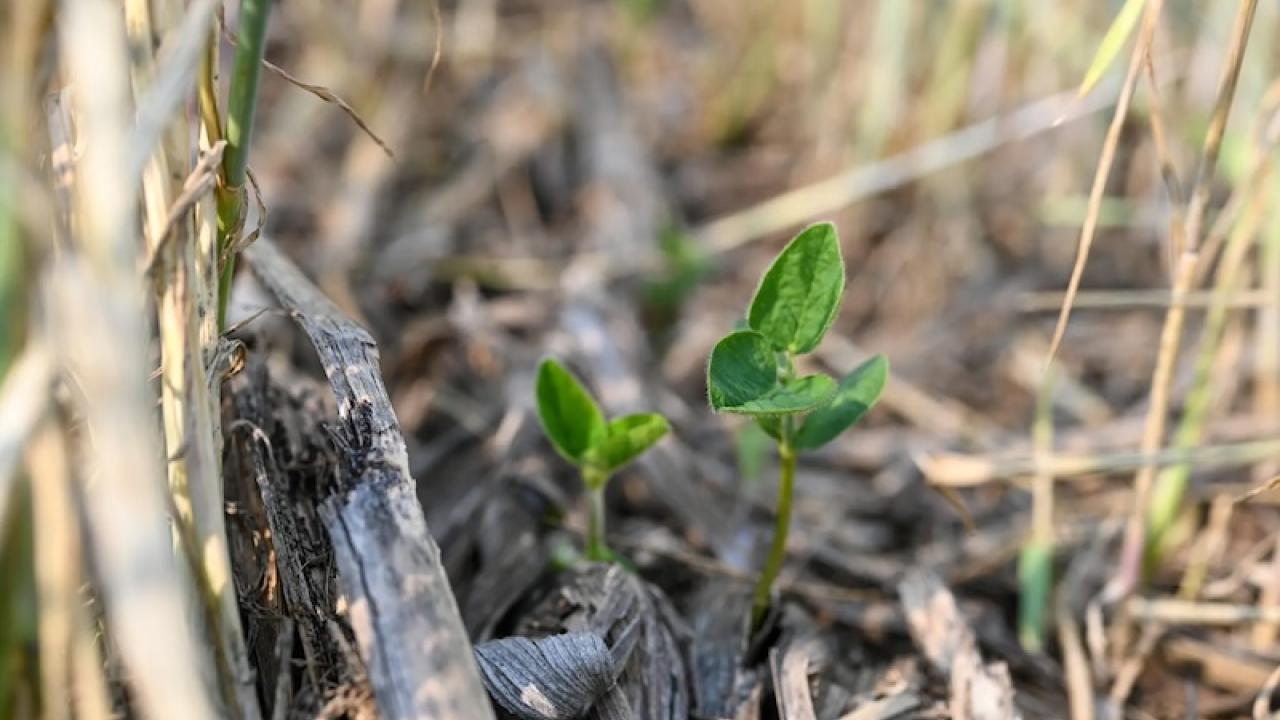 Soybean emergence