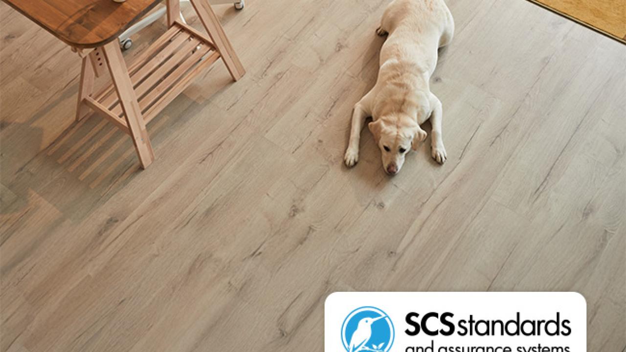 Dog lying on wooden floor with SCSstandards logo in corner of image
