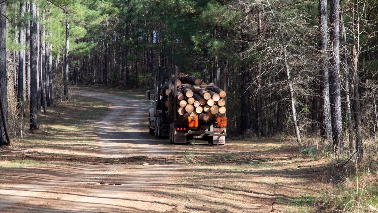 Truck filled with timber