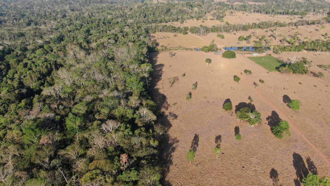 An aerial view of native forest split with deforested ranching land for cattle
