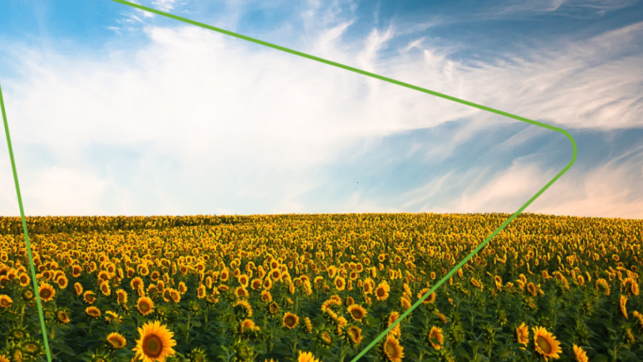 Field of sunflowers, windmills in the background. An abstract green outline of a triangle in the middle