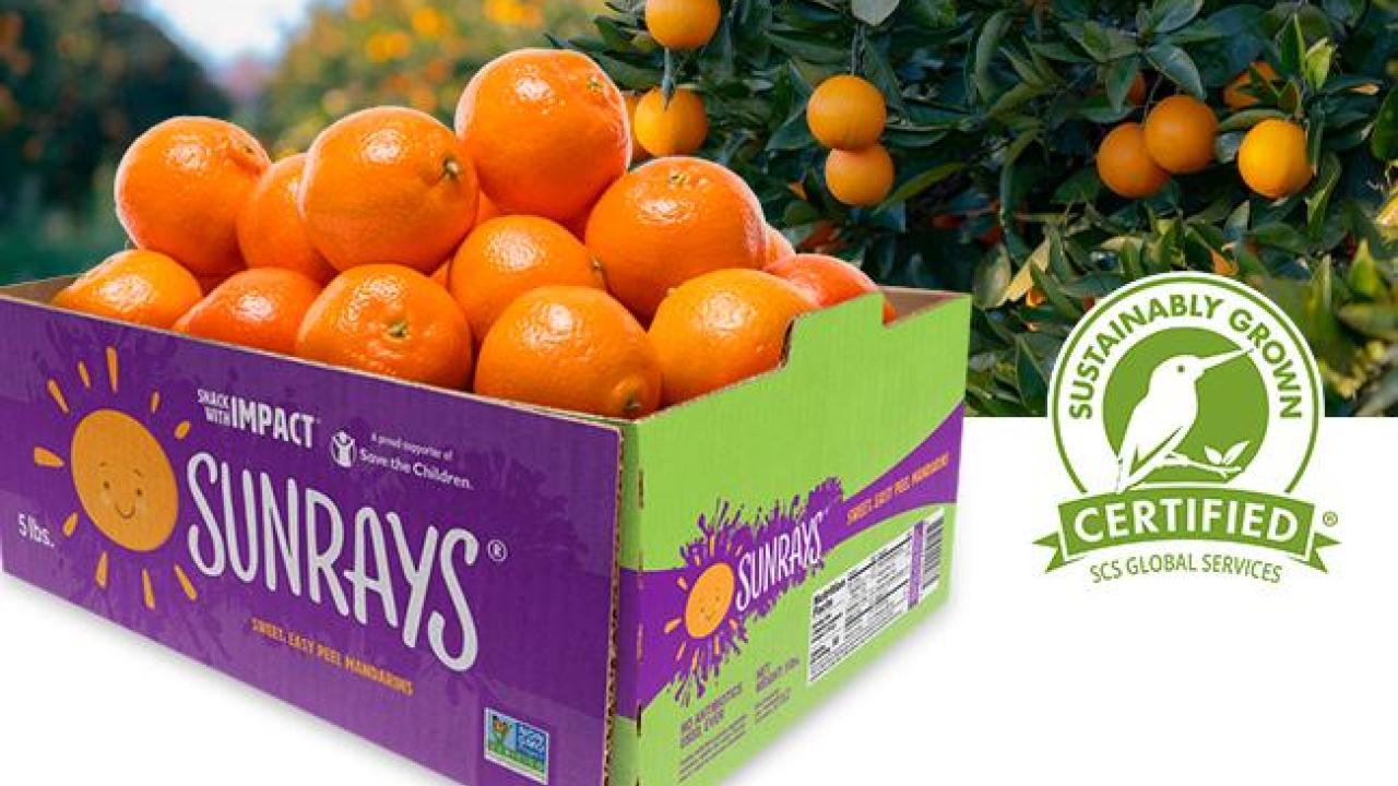 Jac. Vandenberg Announces First Certified Sustainably Grown® SUNRAYS® Mandarins Shipping to U.S. Markets