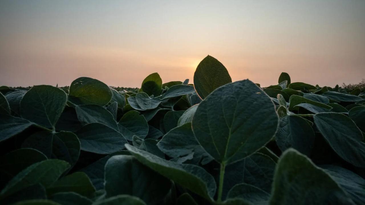 Soybeans at sunrise