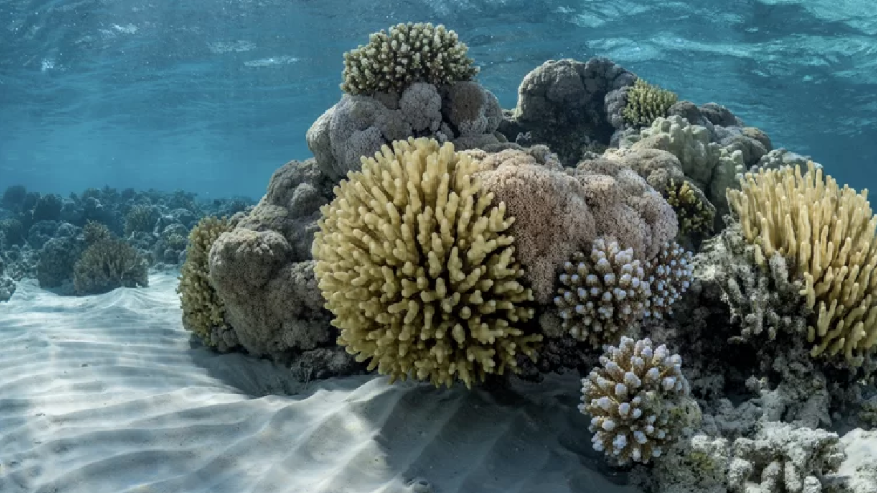Sust Oceans Fund-photo1