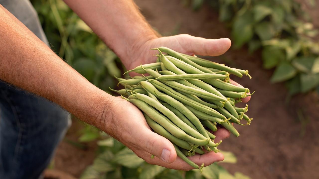 Freshly grown green beans shown in the farmers hand.