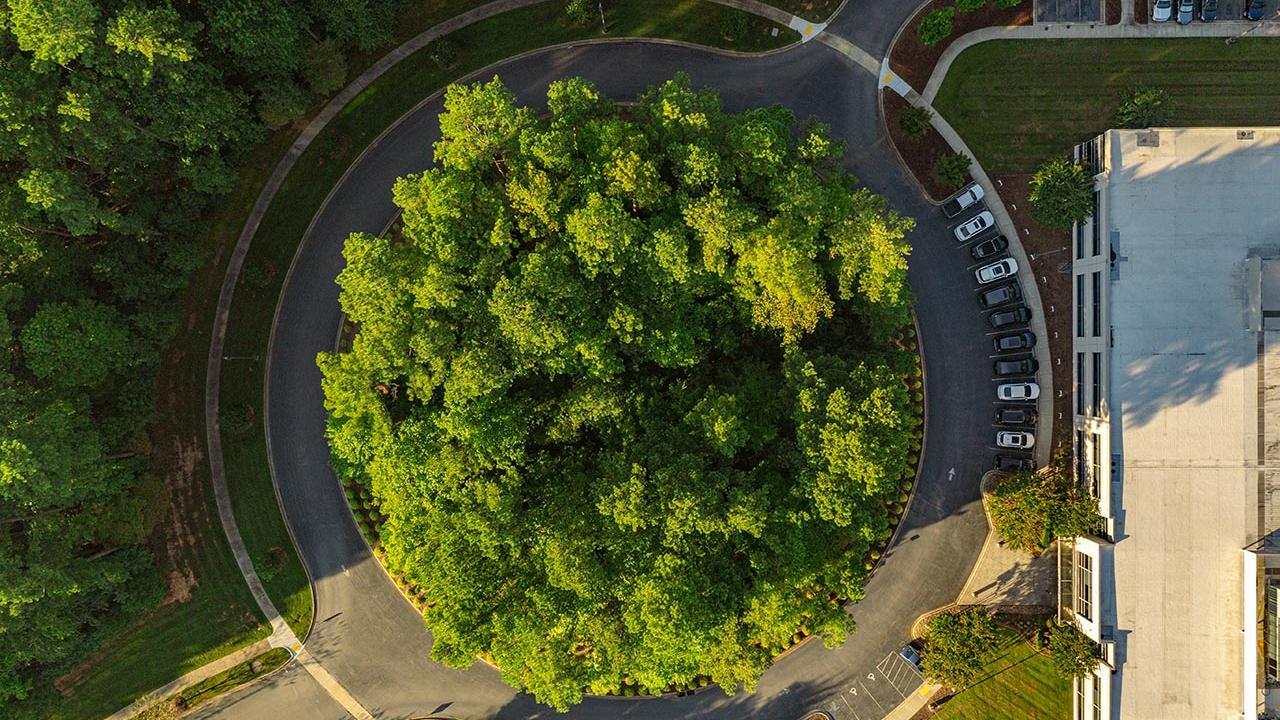 bird's eye view of trees