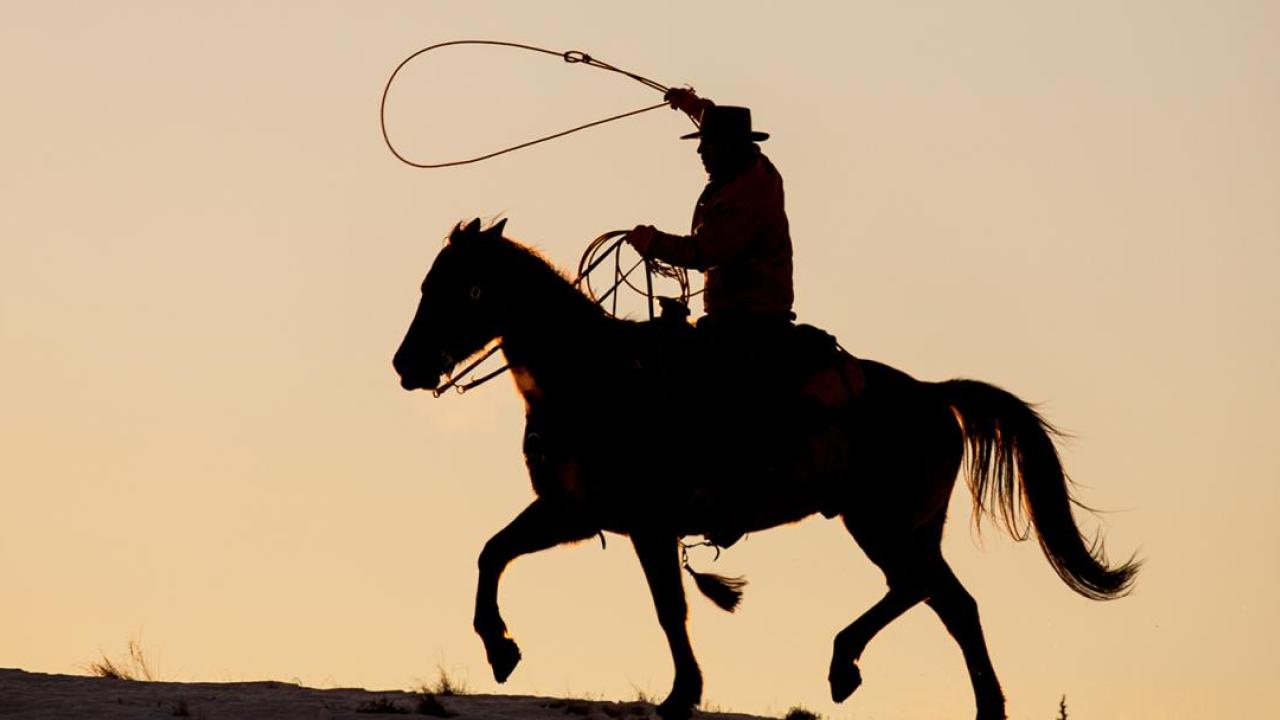Rider on horse with lasso