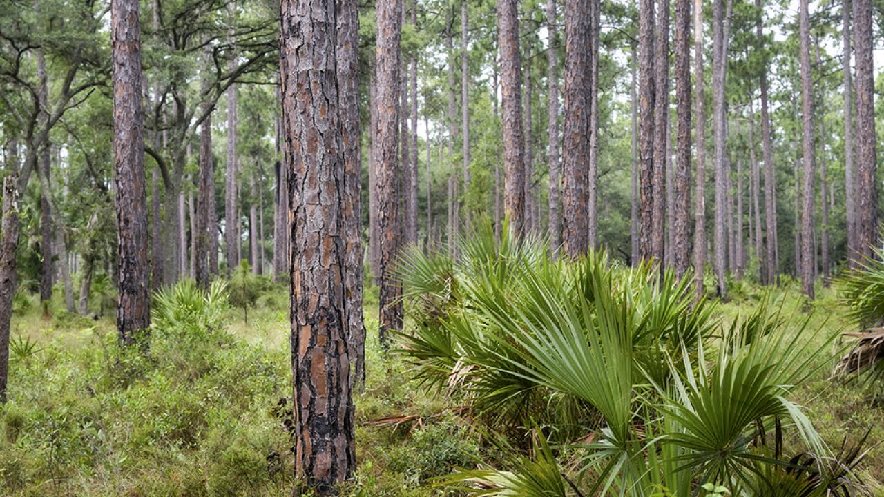 Southern pine forest