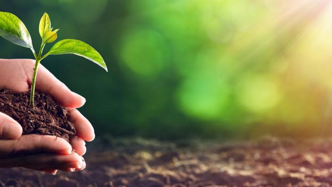 A person holding seedling 