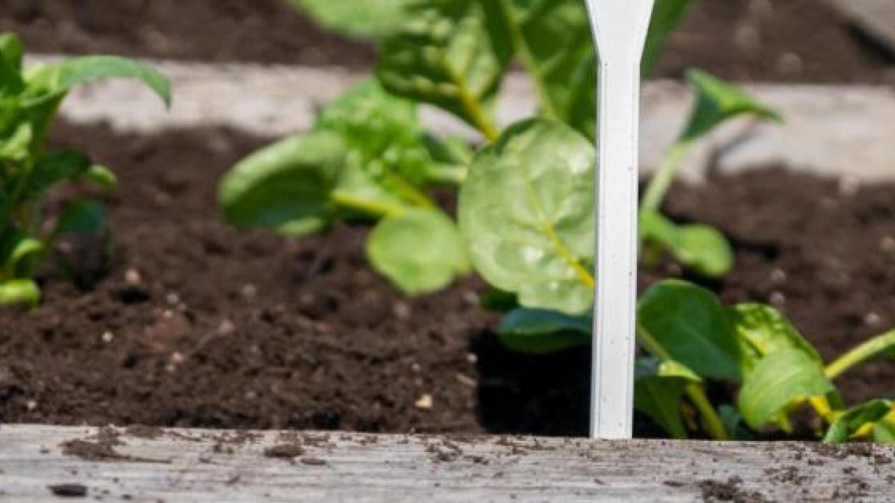 Closeup of plants in plant bed