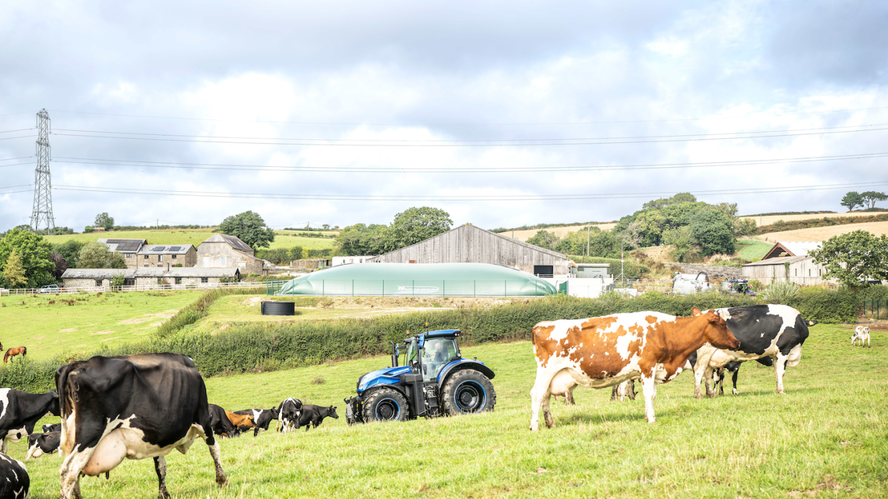 Field with cows and a blue tractor