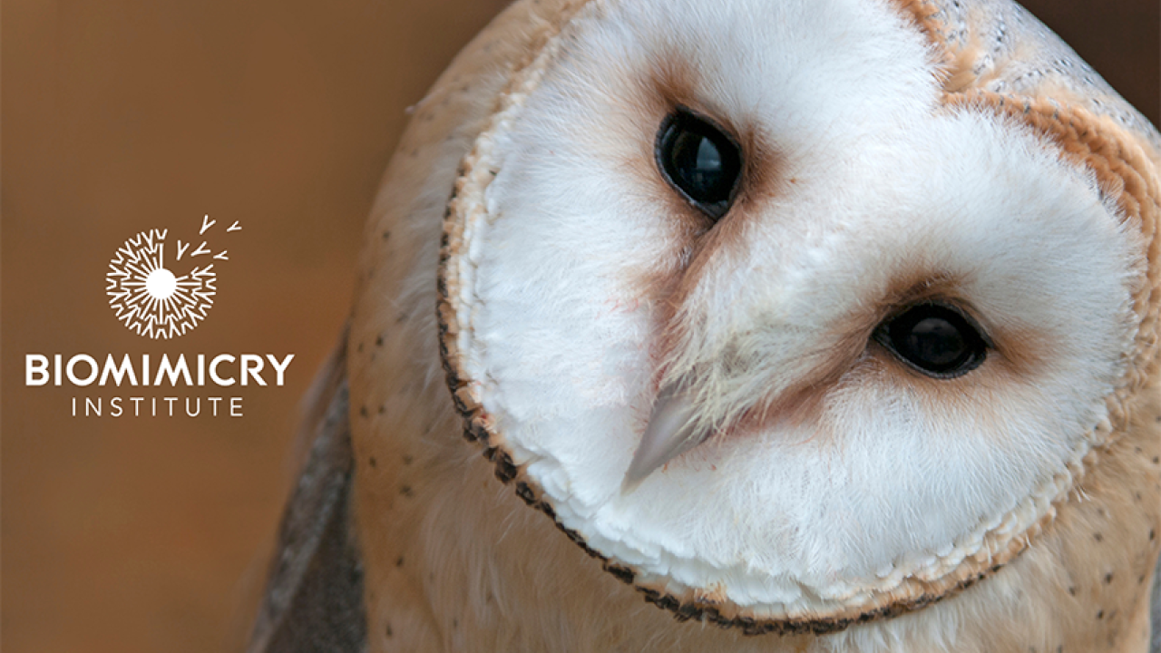 Photo of owl with the Biomimicry Institute logo