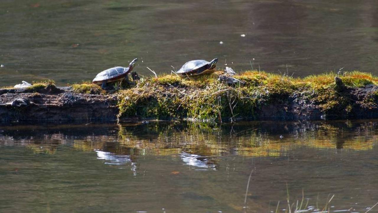 turtles