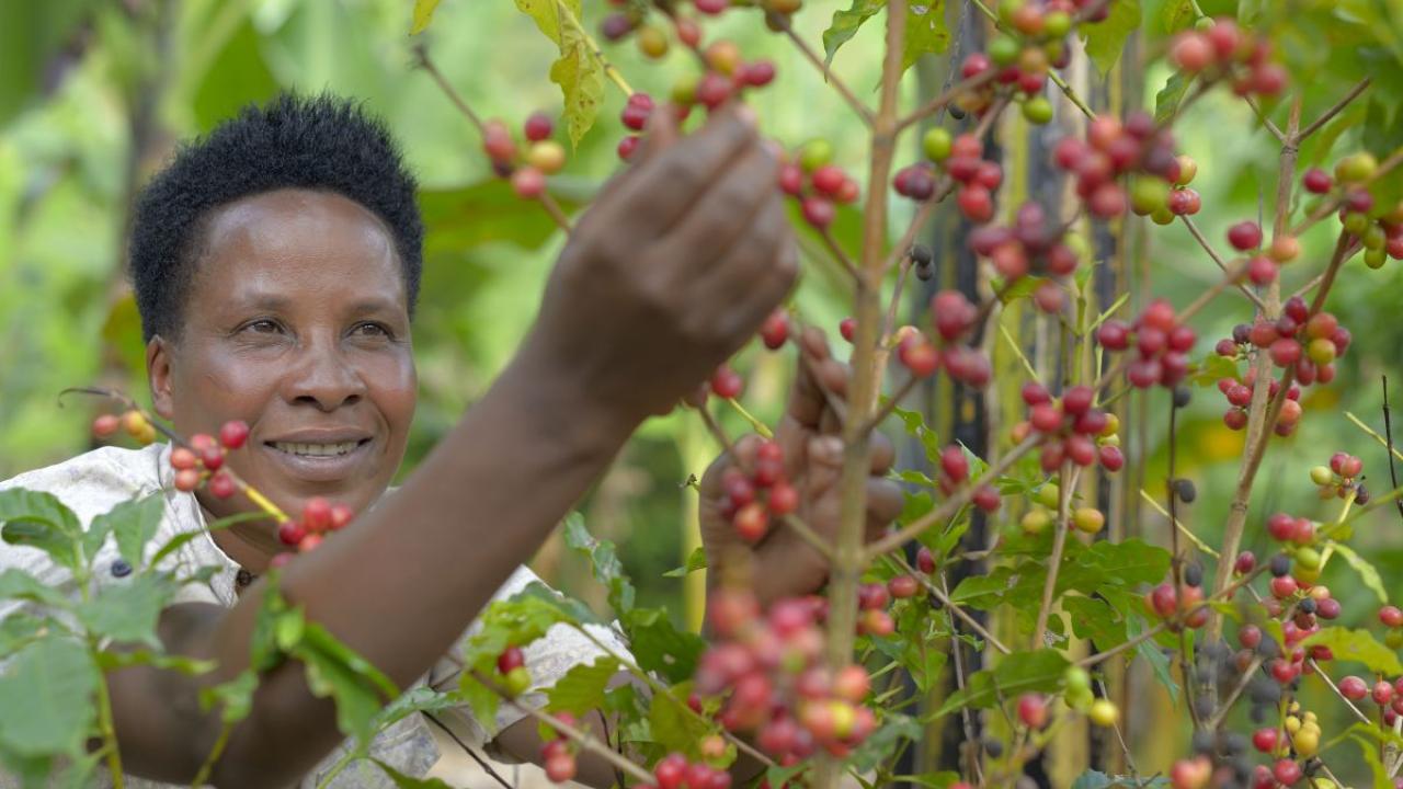 Jaska Oscar, a coffee farmer from Tanzania, picks coffee cherries. 