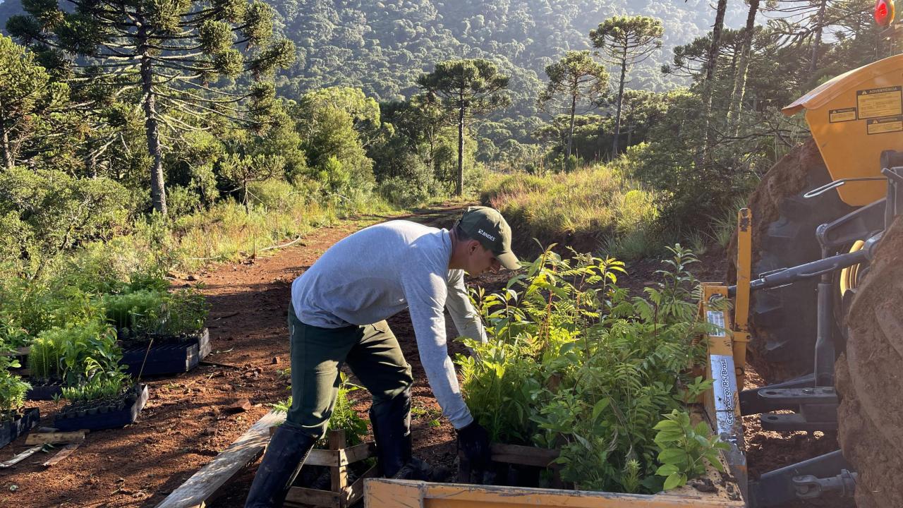 person working with plants