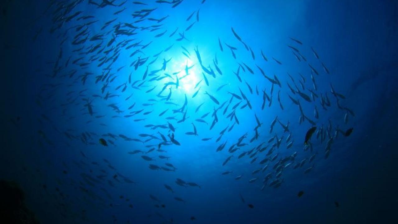 Fish swimming in a circle