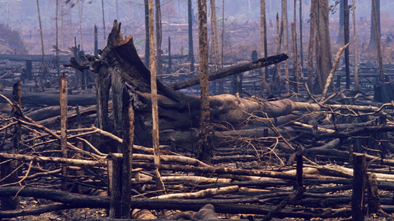 “At Issue is Deforestation ‘Right Here in River City’”