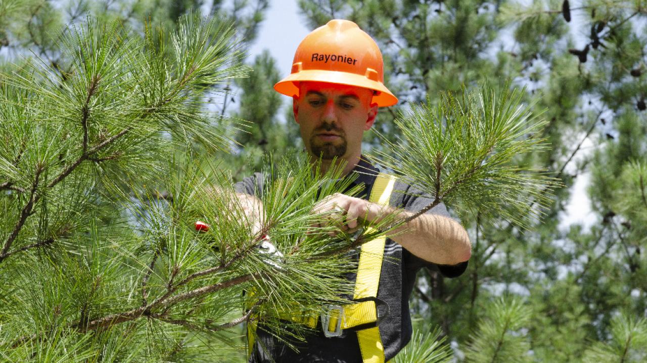 Person doing work on a tree