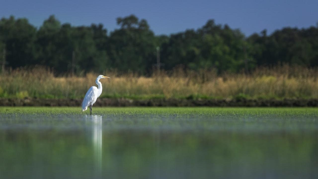 Healthy water systems support more than farms — they support wildlife. This egret is one of many utilizing temporary wetland habitat at this SWIF project along California’s Sacramento River.