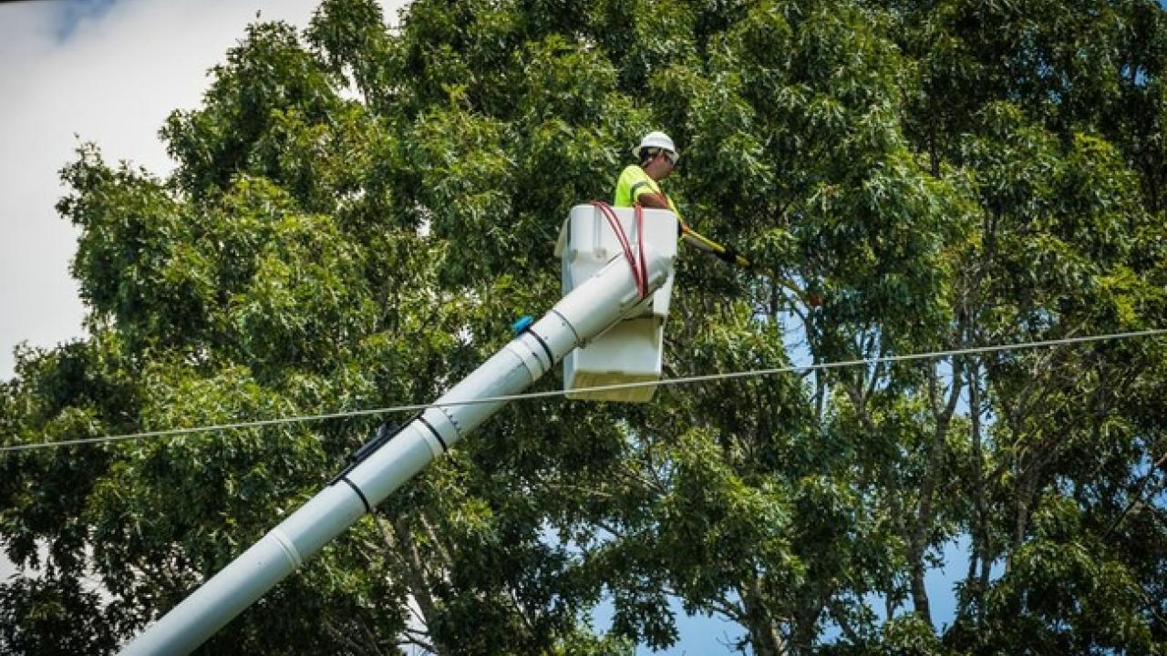 Worker in cherry picker in front of a tree