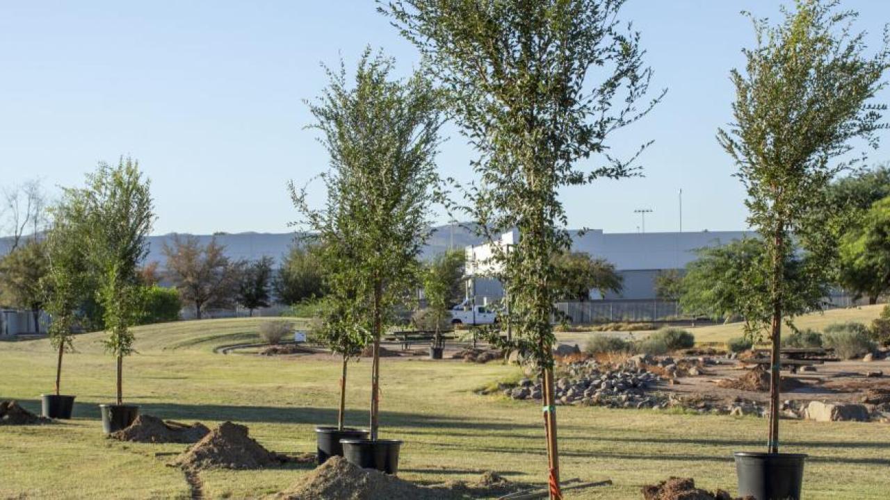 Trees lined up in a field ready to be planted 