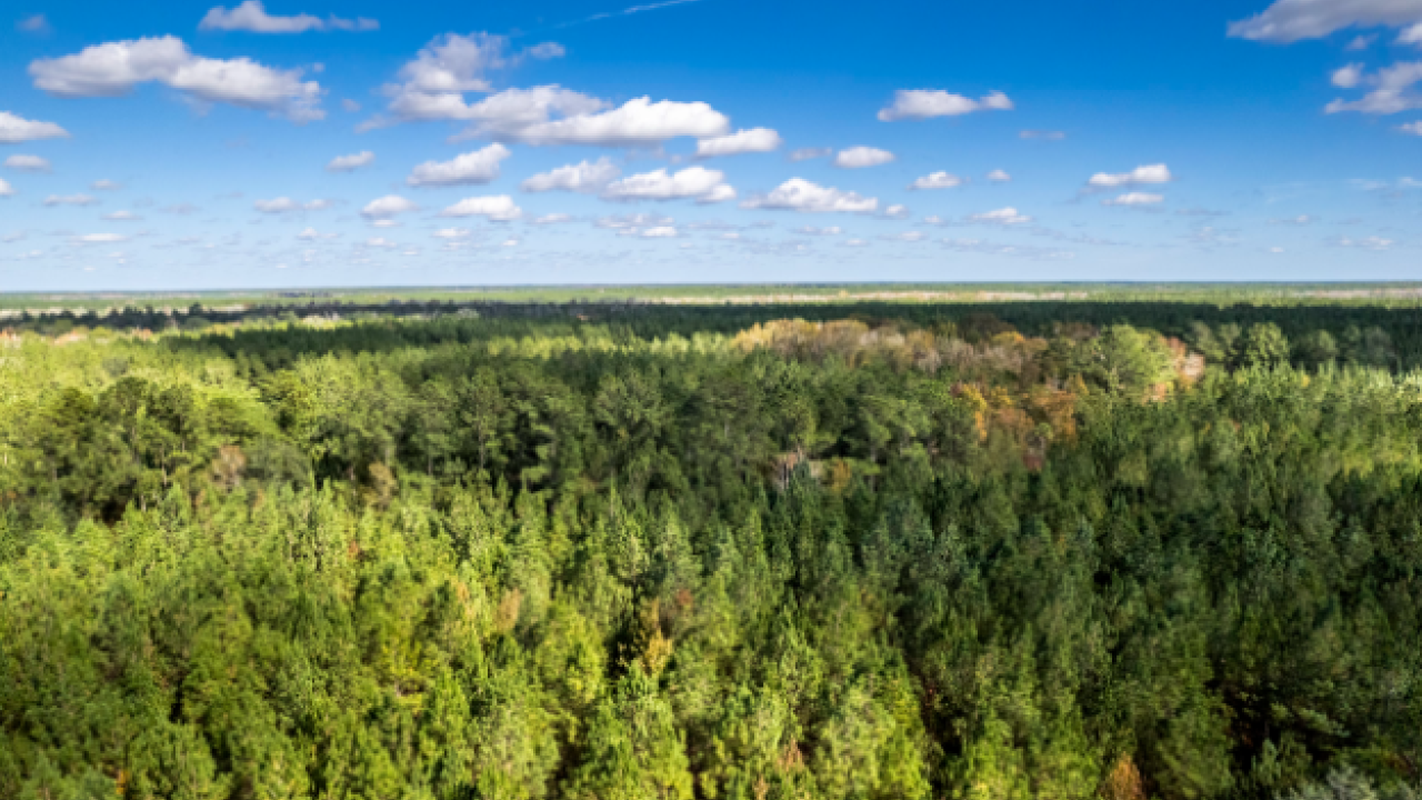 Aerial view of a forest