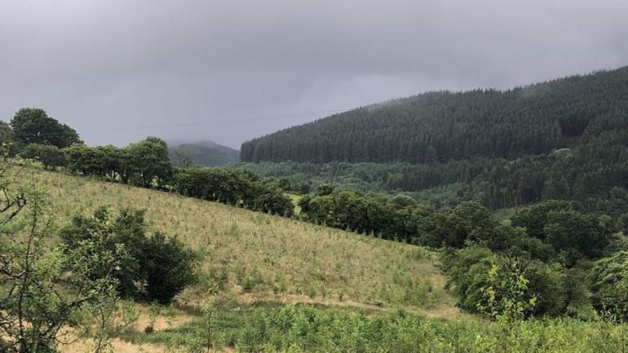 Landscape view of a forest with parts being newly planted.