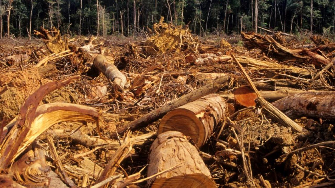 timber pile