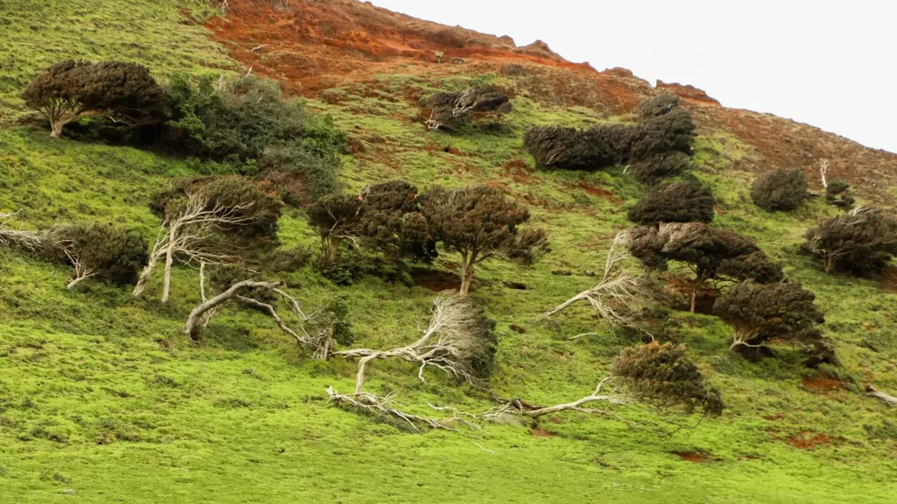 Land with damaged trees