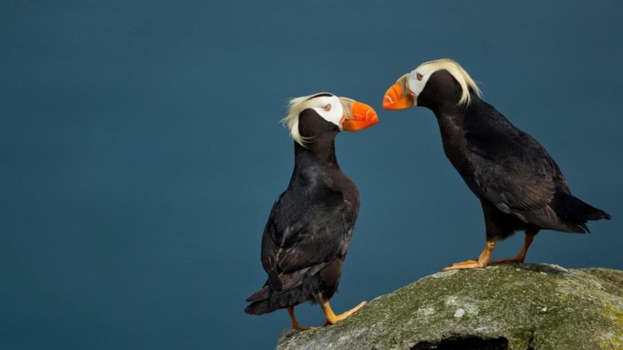 Trufted Puffins