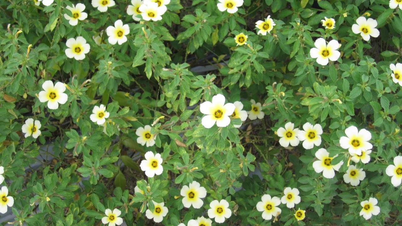 A close up of a bush of Tunera Subulata flowers.