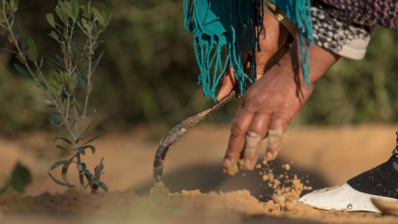 Close up of a person working in soil.