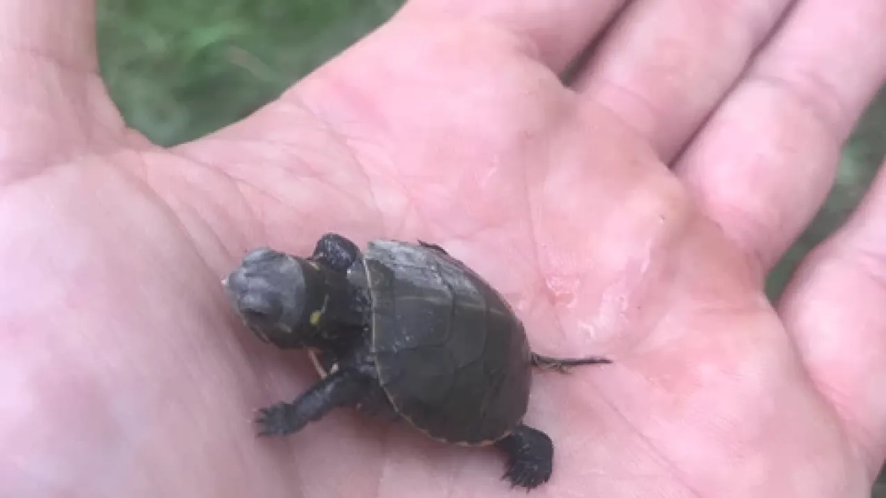 A small turtle in the palm of a hand