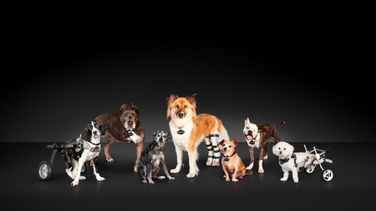 seven hard-to-adopt shelter dogs