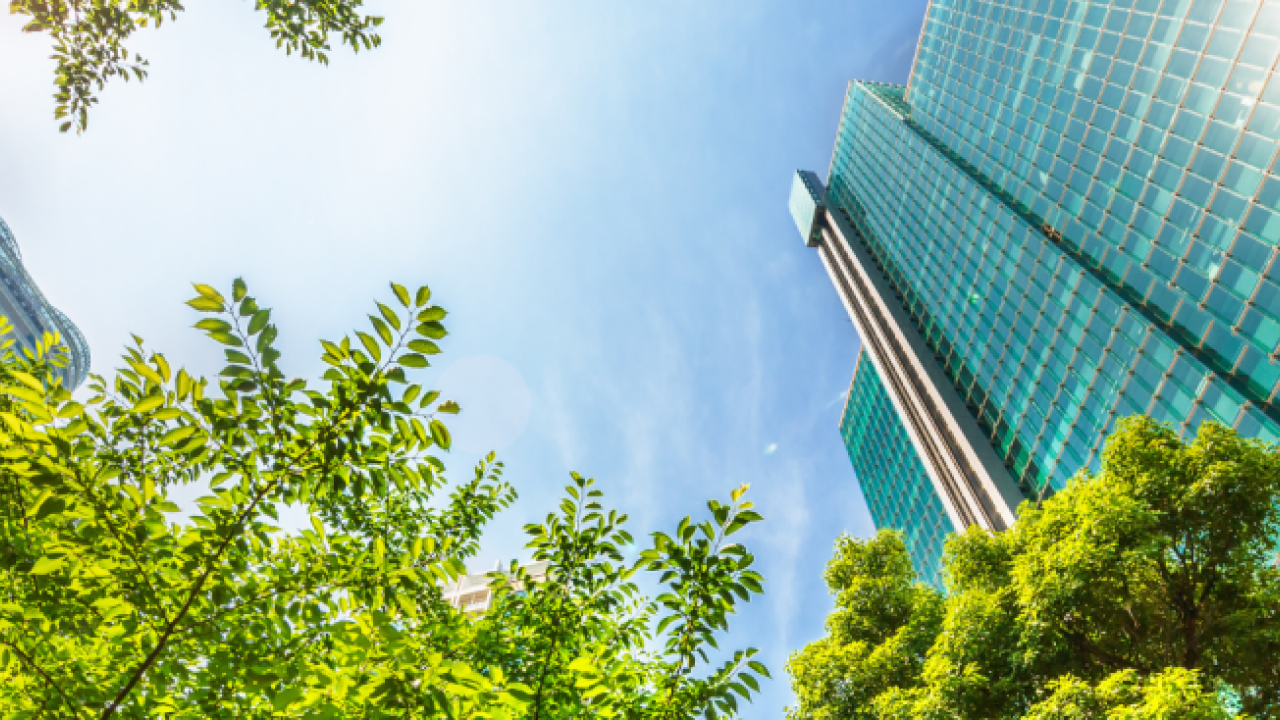 Sunny upward-facing view of a glass office building and tree foliage