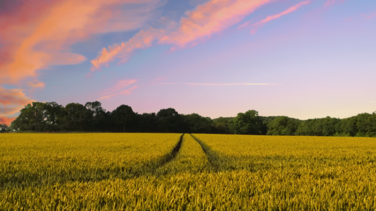 Field with sunset