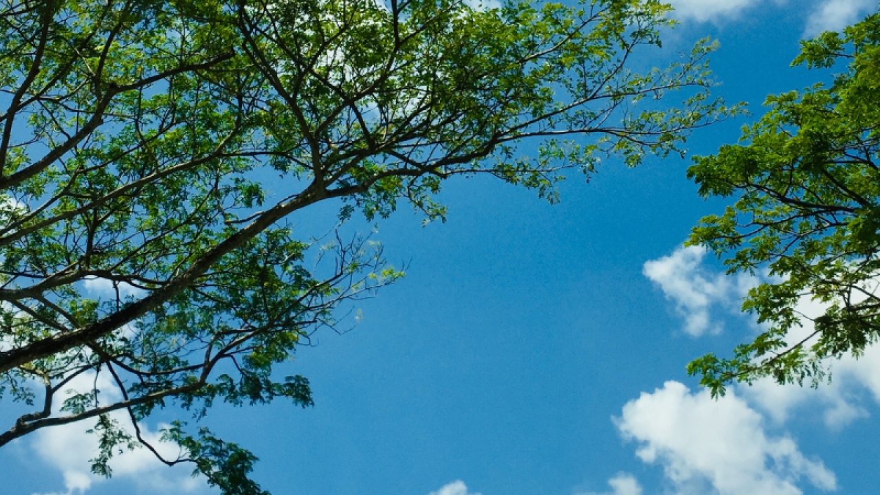 View of sky interlaced with tree branches