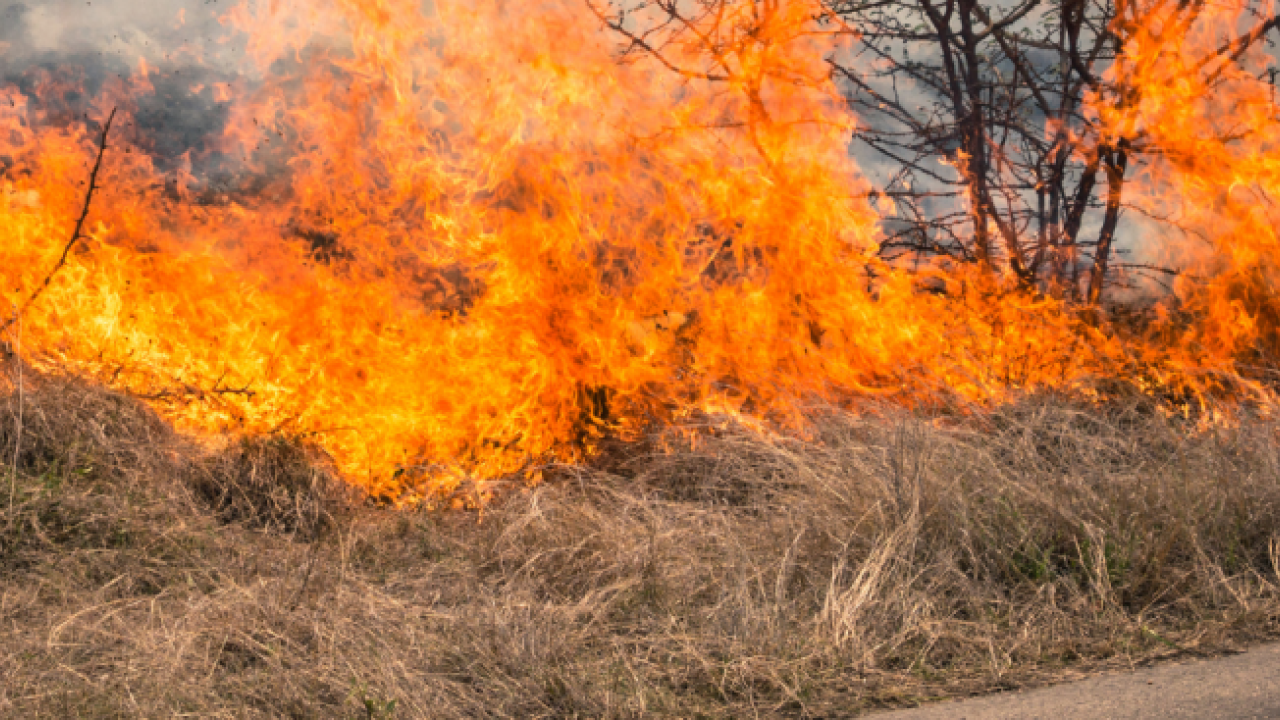 forest fire