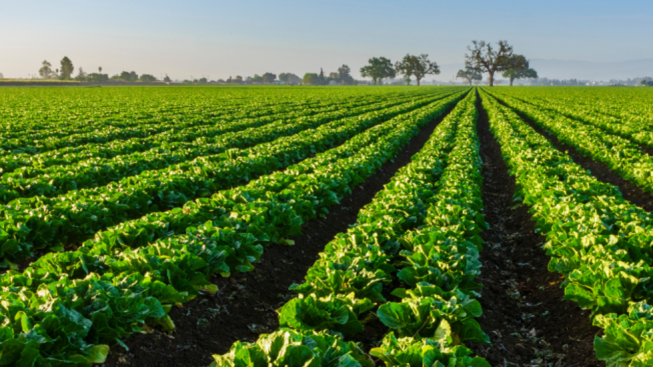 fields of crops