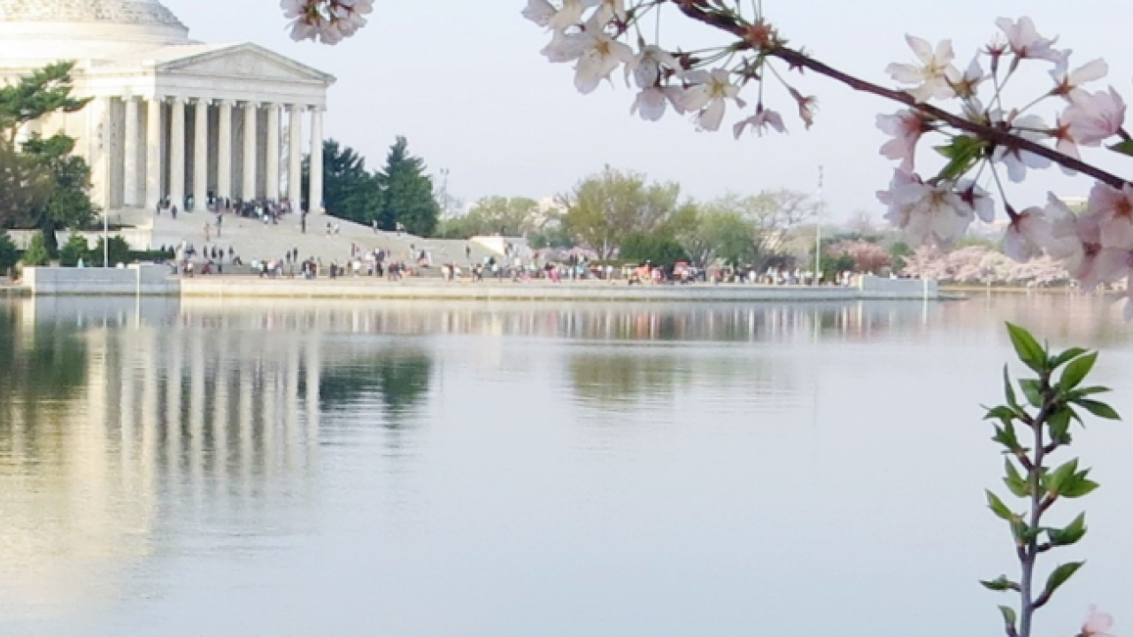 flowers in front of body of water